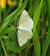 Attēlu rezultāti vaicājumam “Cabera exanthemata male”