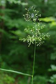 Attēlu rezultāti vaicājumam “Festuca altissima flower”