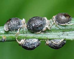 Attēlu rezultāti vaicājumam “Schizolachnus pineti”