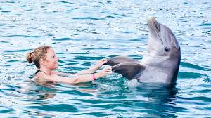 Afbeeldingsresultaat voor dolfijnen