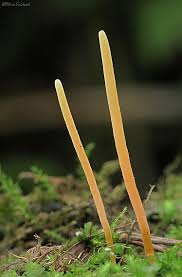 Attēlu rezultāti vaicājumam “Clavaria straminea”