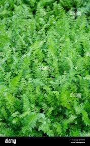 Attēlu rezultāti vaicājumam “Carum carvi leaf”