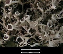 Attēlu rezultāti vaicājumam “Anaptychia ciliaris”