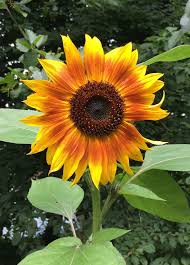 Image result for Sonnenblume