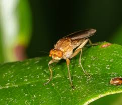 Attēlu rezultāti vaicājumam “Agrochola helvola imago”