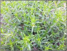 Image result for Satureja hortensis