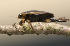 Attēlu rezultāti vaicājumam “Acilius sulcatus male”