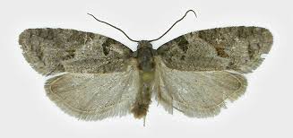 Attēlu rezultāti vaicājumam “Eana incanana”