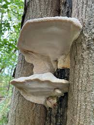 Attēlu rezultāti vaicājumam “Diplomitoporus flavescens”