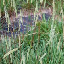 Attēlu rezultāti vaicājumam “Phleum phleoides”