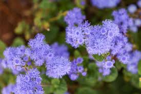 Image result for Leberbalsam