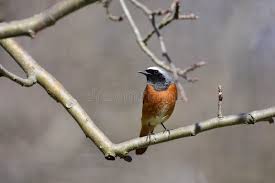 Attēlu rezultāti vaicājumam “Phoenicurus phoenicurus male”