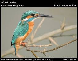 Attēlu rezultāti vaicājumam “Alcedo atthis”