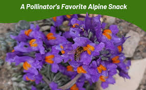 Attēlu rezultāti vaicājumam “Trichia alpina young”