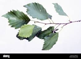 Attēlu rezultāti vaicājumam “Alnus incana leaf”