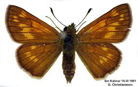 Attēlu rezultāti vaicājumam “Ochlodes sylvanus female”