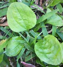Attēlu rezultāti vaicājumam “Plantago major leaf”