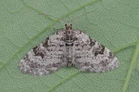 Attēlu rezultāti vaicājumam “Chloroclystis v-ata”