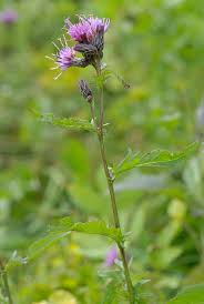 Attēlu rezultāti vaicājumam “Serratula tinctoria flower”