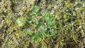 Attēlu rezultāti vaicājumam “Phaeoceros laevis subsp. carolinianus”