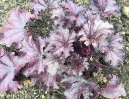 Image result for HEUCHERA americana 'Palace Purple Auslese'