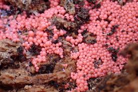 Attēlu rezultāti vaicājumam “Arcyria denudata young”