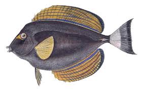 Image result for Acanthurus xanthopterus