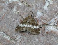 Attēlu rezultāti vaicājumam “Perizoma affinitata”