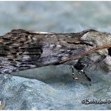 Attēlu rezultāti vaicājumam “Badhamiopsis macrospora sessile”