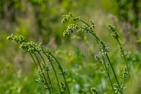 Attēlu rezultāti vaicājumam “Galium album flower”