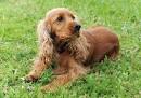 Cocker Spaniel - Find out more about Cocker Spaniels on eBay ...