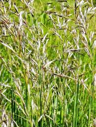 Attēlu rezultāti vaicājumam “Helictotrichon pubescens”