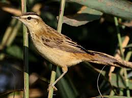 Attēlu rezultāti vaicājumam “Acrocephalus schoenobaenus adult”
