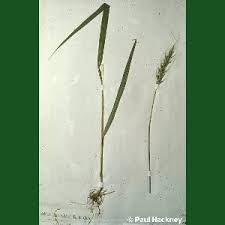 Attēlu rezultāti vaicājumam “Hordelymus europaeus leaf”