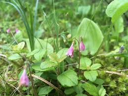 Attēlu rezultāti vaicājumam “Linnaea borealis flower”