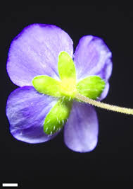 Attēlu rezultāti vaicājumam “Veronica filiformis”