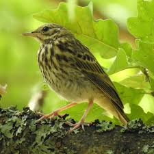 Attēlu rezultāti vaicājumam “Anthus trivialis adult”