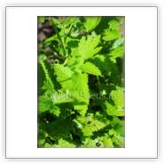 Attēlu rezultāti vaicājumam “Pimpinella major leaf”