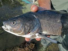 Image result for Mylopharodon conocephalus