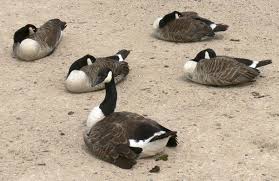 Attēlu rezultāti vaicājumam “Branta canadensis adult”