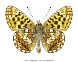 Attēlu rezultāti vaicājumam “Clossiana selene underside”