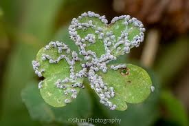 Attēlu rezultāti vaicājumam “Physarum cinereum sessile”