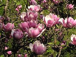 Attēlu rezultāti vaicājumam “Magnolia x soulangeana”