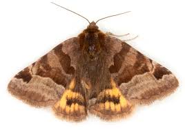 Attēlu rezultāti vaicājumam “Euclidia glyphica”