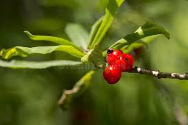 Attēlu rezultāti vaicājumam “Daphne mezereum fruit”