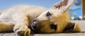 Image result for West Lindsey Indoor Bowls Club