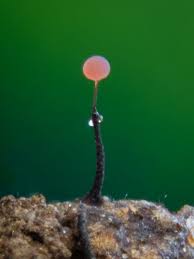 Attēlu rezultāti vaicājumam “Clastodermataceae”