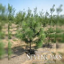 Attēlu rezultāti vaicājumam “Pinus ponderosa”