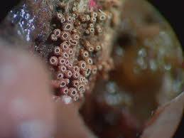 Attēlu rezultāti vaicājumam “Merismodes anomala”