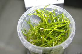 Attēlu rezultāti vaicājumam “Plantago uniflora”